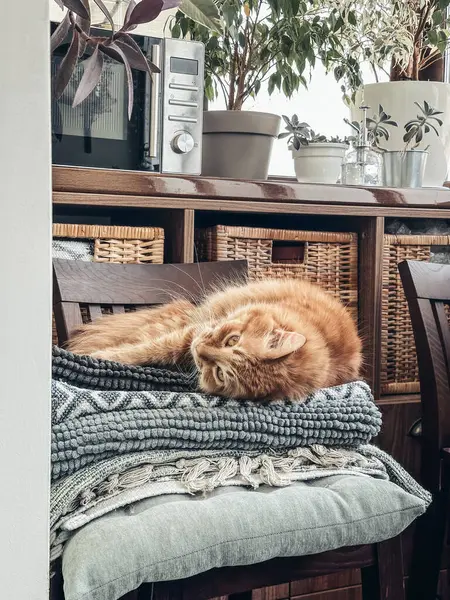 stock image Cute ginger tabby cat laying on top of pile  freshly washed rugs in balcony closeup