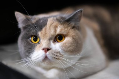 Eşsiz bir üç renkli kürk desenli İngiliz Shorthair kedisi. Sarı gözleri ve tuhaf bir ifadesi var..