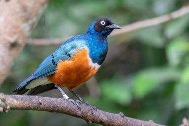 Bir Superb Starling veya Lamprotornis süper otobüsü bir ağaç dalına tünemiş ve parlak mavi, turuncu ve siyah tüylerini sergilemiştir. Bulanık yeşil yapraklı doğal bir yaşam alanında yakalanmış.. .