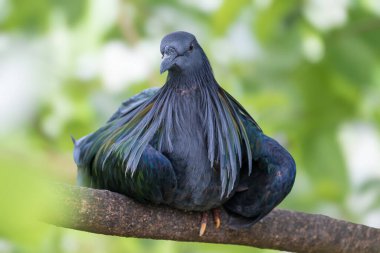 Nicobar Pigeon or Caloenas nicobarica, a striking tropical bird with iridescent green, blue, and bronze plumage, perched on a tree branch. Elegant long feathers and soft-focus background.. clipart