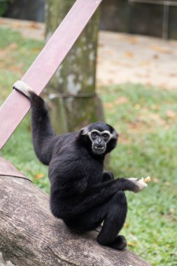 Kara Gibbon ya da Nomascus bir ağaç gövdesinde oturmuş yemek yerken kayışa tutunuyor. Primat, yemyeşil yemyeşil ile çevrili, tuhaf bir ifadeyle doğrudan bakar. Dikey bileşim. .