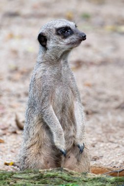 Meerkat, Suricata suricatta, arka ayakları üzerinde dikilip, çevreyi tarıyor. Bu küçük Afrika memelisi sosyal davranışları ve kuru ortamlarda keskin görme yeteneği ile tanınır..