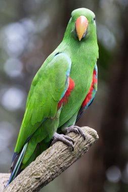 Eclectus papağanı, Eclectus roratus, tropikal yağmur ormanlarındaki bir ağaç dalına tünemiş. Bu kuşun kırmızı ve mavi aksanlı parlak yeşil tüyleri onu en renkli papağanlardan biri yapıyor..