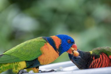 İki Gökkuşağı Lorikeet veya Trichoglossus moluccanus 'un yakın çekimi, bir kuşun diğerini beslemesiyle etkileşim halindedir. Canlı tüyleri mavi, yeşil, sarı ve turuncu tüyleri içerir.. 