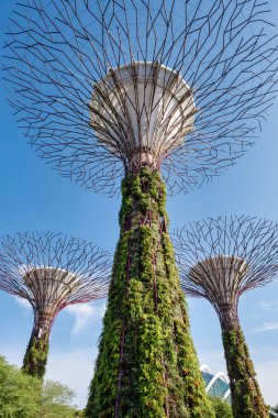 Singapur Körfezi yakınlarındaki Gardens 'ta bulunan Supertree Grove, parlak mavi gökyüzüne karşı yemyeşil yemyeşil, yüksek dikey bahçeler sergiliyor. İkonik mimari ve ekolojik dönüm noktası. Dikey bileşim. .