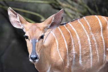 Nyala antilobu, Tragelaphus Angasii, bir ormanlık alanda duruyor. Bu Afrika antilobu, kamuflaj ve yırtıcı farkındalık için ortamına uyum sağlayan büyük kulaklara ve çizgili bir paltoya sahiptir..