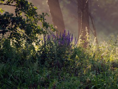 Bir yaz sabahı çimenlerin arasında parlak bir çiy tanesi gibi parlayan yaz sabahının atmosferi yemyeşil otlarla süslenmiş çiğ damlaları üzerinde bir ışık ve renk oyunudur.