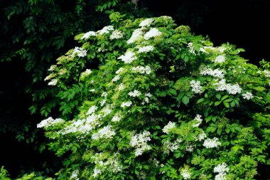 Yaşlı böğürtlen (Sambucus nigra L.) güzel bir çalılıktır, fakat aynı zamanda çiçekleri gibi değerli tıbbi hammaddeler ve sonbaharda, siyah meyve kümeleri sunar..