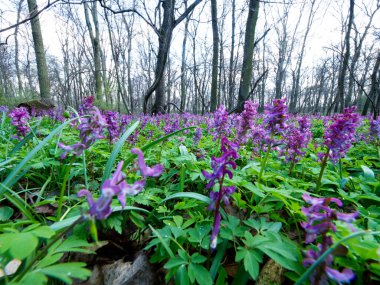 İçi boş Kokorycza (Corydalis cava) ile bahar çalılıkları kümelere güzellik katar ve bir bahar ormanının unutulmaz atmosferini yaratır.