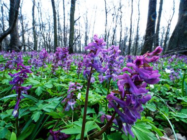İçi boş Kokorycza (Corydalis cava) ile bahar çalılıkları kümelere güzellik katar ve bir bahar ormanının unutulmaz atmosferini yaratır.