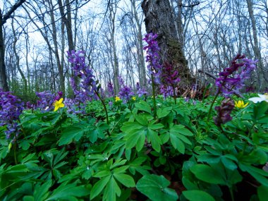 İçi boş Kokorycza (Corydalis cava) ile bahar çalılıkları kümelere güzellik katar ve bir bahar ormanının unutulmaz atmosferini yaratır.