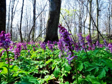 İçi boş Kokorycza (Corydalis cava) ile bahar çalılıkları kümelere güzellik katar ve bir bahar ormanının unutulmaz atmosferini yaratır.