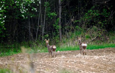 Başrolde Sarna (Capreolus) ile bahar manzaraları birçok neşe ve unutulmaz deneyimler sunar.