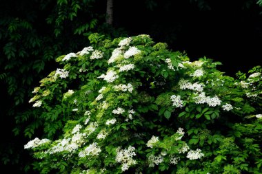 Yaşlı böğürtlen (Sambucus nigra L.) güzel bir çalılıktır, fakat aynı zamanda çiçekleri gibi değerli tıbbi hammaddeler ve sonbaharda, siyah meyve kümeleri sunar..