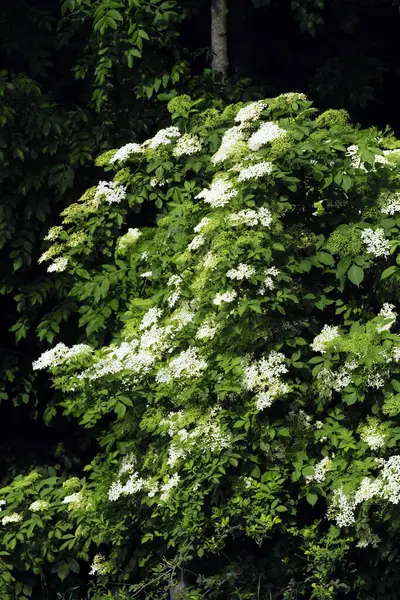 エルダーベリー エルダーベリー野生 Sambucus Nigra は美しい低木ですが 花などの貴重な医薬品原料を提供し 秋には黒い果実の塊 — ストック写真