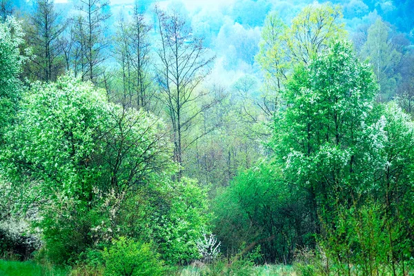 Padus Avium Mill 아름다운 꽃나무가 풍경을 원료를 — 스톡 사진