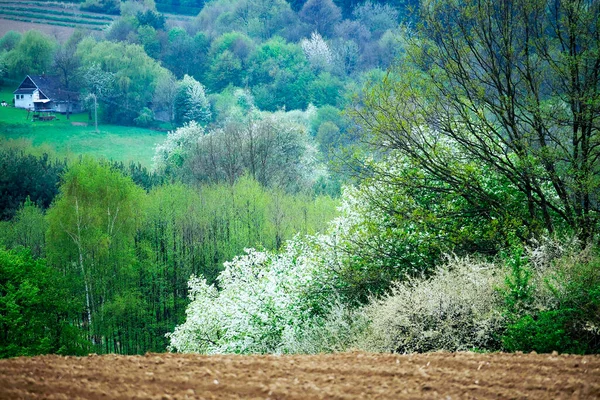 Fågelkörsbär Padus Avium Mill Ett Vackert Blommande Träd Som Kan — Stockfoto