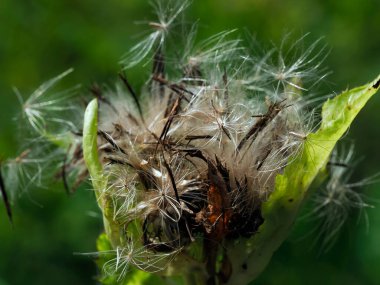 Sebze devedikeni (Cirsium oleraceum (L) ve meyveleri, örn. Gri-sarı, dikdörtgen ve biraz açısal ashenler 4-4.5 mm uzunluğunda, tüylü, beyaz kaliks kabarık 12-17 mm uzunluğunda..