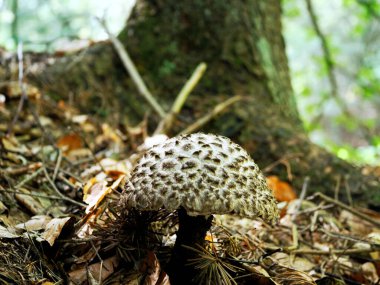 Deniz tarağı konisi (Strobilomyces strobilaceus (Scop). Korunmuş güzel bir mantardır bu mantar, pullu ananas, çok nadirdir ve görünümü nedeniyle baykuş mantarı olarak adlandırılır.
