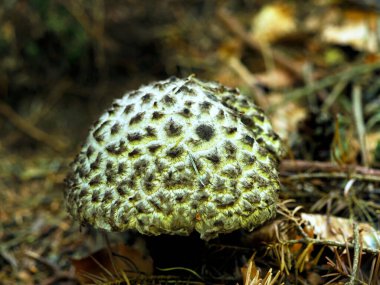 Deniz tarağı konisi (Strobilomyces strobilaceus (Scop). Korunmuş güzel bir mantardır bu mantar, pullu ananas, çok nadirdir ve görünümü nedeniyle baykuş mantarı olarak adlandırılır.