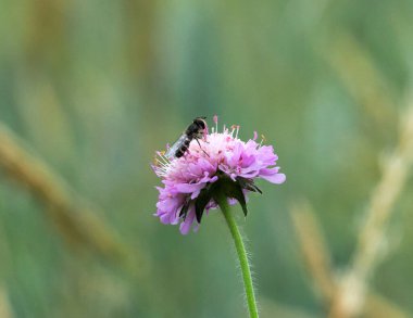 Tarla yılanları (Knautia arvensis) üzerindeki çiçeklerin üzerindeki Hibiscus Cink (Syrphidae) sineklerden oluşan bir böcek familyasıdır.)