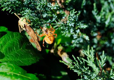 Bahçe örümceği (Araneus diadematus), Tötonik familyasından bir örümcek türü.