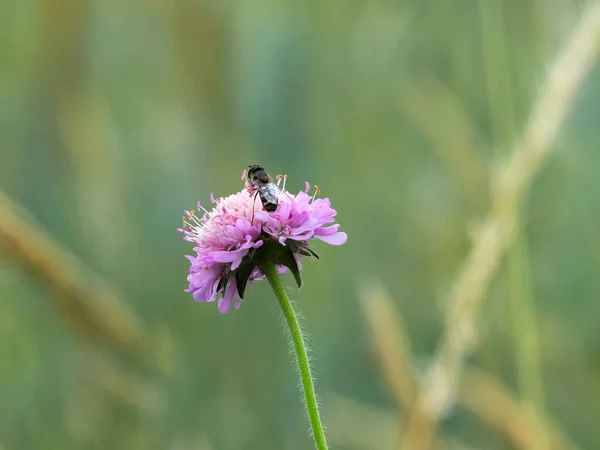 Hibiscus Clink Syrphidae Sobre Las Flores Las Flores Del Campo —  Fotos de Stock