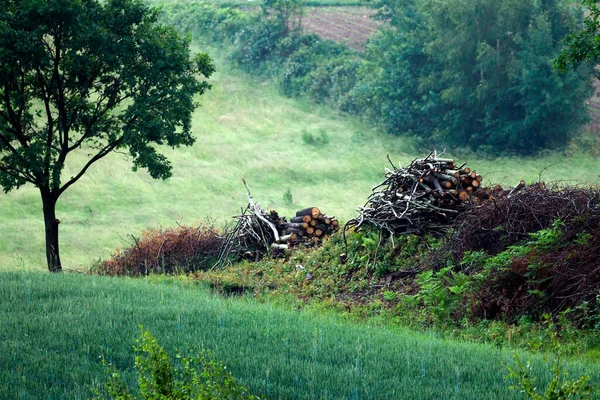 Ветви Отсортированные Отходы Вырубки Деревьев Используются Обогрева Домов Сельской Местности — стоковое фото