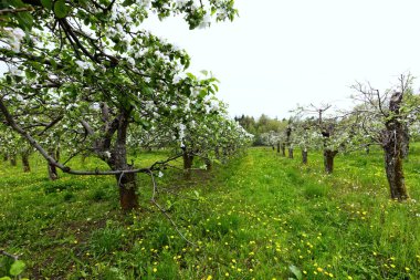 Geleneksel meyve bahçeleri her zaman baharın sembolüdür. Unutulması zor bir güzelliktir. Eskiden güzel kokulu ve aromatik meyveler veren neredeyse hiç eski meyve bahçesi yoktur.