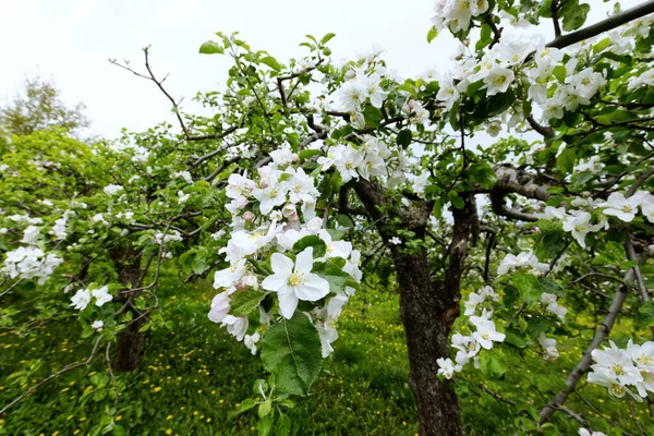 Vecchi Frutteti Tradizionali Fioriti Sono Sempre Simbolo Della Primavera Una — Foto Stock