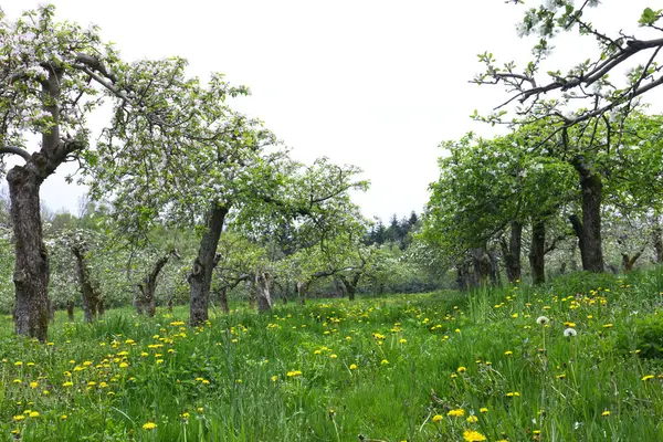 百花齐放的老传统果园 永远是春天的象征 是一种难以忘怀的美丽 几乎没有哪个老果园曾经盛开着芬芳芬芳的果实 — 图库照片