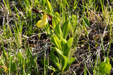 Bahar mevsiminde termofilik fototermik yamaçları süsleyen orkide terlik (Cypripedium calceolus L.), orkide familyasından güzel bir bitkidir.