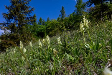İlkbaharda, termofilik fototermik yamaçlar orkide familyasından güzel bir bitki olan soluk bir orkide (Orchis pallens L.) ile süslenir..