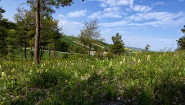 İlkbaharda, termofilik fototermik yamaçlar orkide familyasından güzel bir bitki olan soluk bir orkide (Orchis pallens L.) ile süslenir..