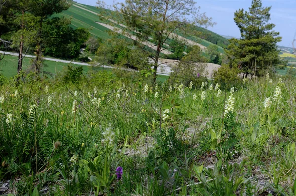 嗜热的高温斜坡装饰着兰花 Orchis Pallens 兰花科美丽的植物 — 图库照片