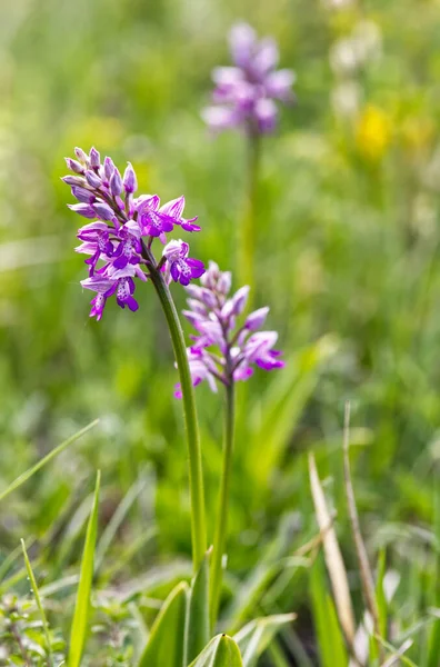 Pendii Xerotermici Termofili Sono Decorati Primavera Dall Orchidea Kukawka Orchis — Foto Stock