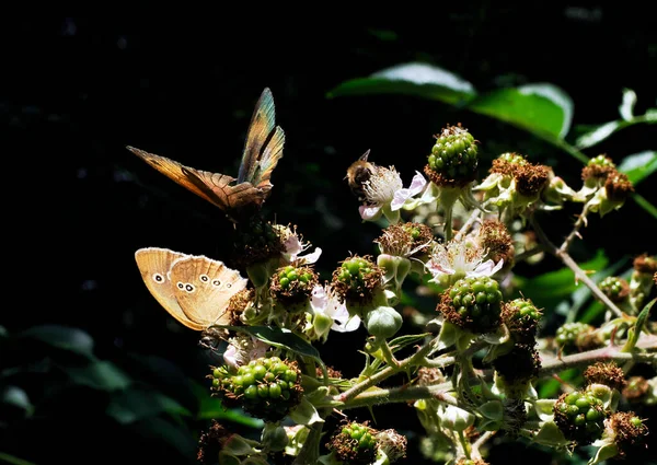 The colorful world of butterflies in their natural wild habitat
