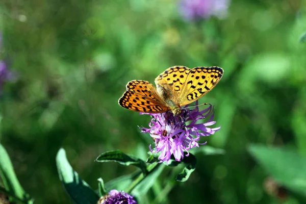 The colorful world of butterflies in their natural wild habitat