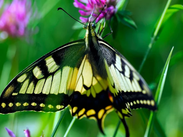 皇后燕尾蝴蝶 Papilio Machaon 夏天草甸燕尾蝴蝶科的一种日间蝴蝶 — 图库照片