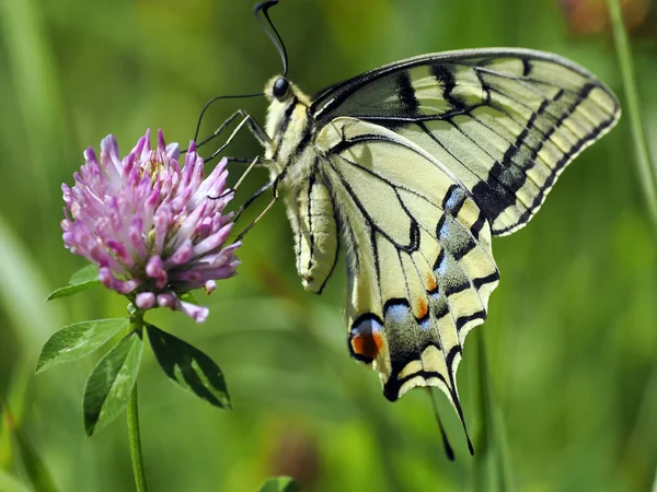 Kraliçe Nin Kırlangıç Kelebeği Papilio Machaon Kırlangıç Kelebek Familyasından Yaz — Stok fotoğraf