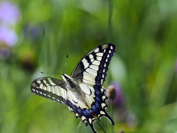 stock image Queen's swallowtail butterfly (Papilio machaon) - a species of diurnal butterfly from the swallowtail butterfly family in a summer meadow