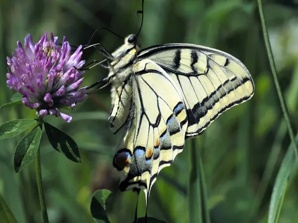 Drottningens Svälja Fjäril Papilio Machaon Art Dygnsfjäril Från Svälja Fjäril — Stockfoto