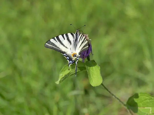 Denizci Kırlangıç Kelebeği Iphiclides Podalirius Kırlangıçgiller Papilionidae Familyasından Bir Kelebek — Stok fotoğraf