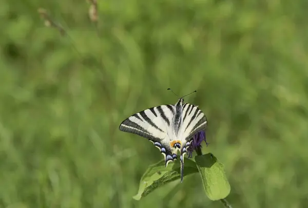 Denizci Kırlangıç Kelebeği Iphiclides Podalirius Kırlangıçgiller Papilionidae Familyasından Bir Kelebek — Stok fotoğraf