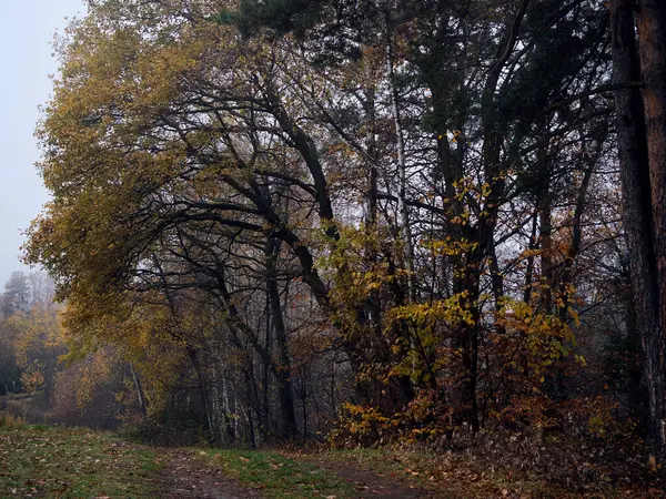 11月の秋の風景は例外的に絵画的で懐かしいです — ストック写真