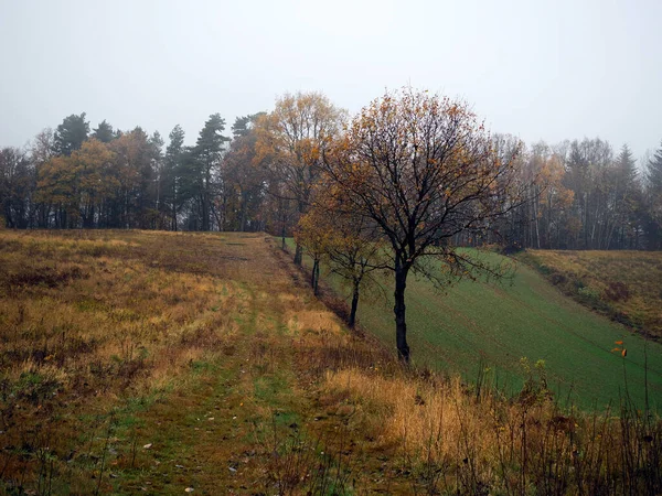 11月の秋の風景は例外的に絵画的で懐かしいです — ストック写真