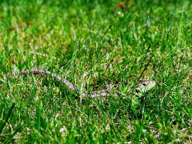 Fauna 'nın temsilcilerinden biri kum kertenkelesidir (Lacerta agilis), hızlı ve çeviktir, küçük böcekler ve omurgasızları yakalamak için aktif bir yaşam sürerler..