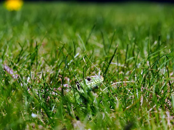 Fauna 'nın temsilcilerinden biri kum kertenkelesidir (Lacerta agilis), hızlı ve çeviktir, küçük böcekler ve omurgasızları yakalamak için aktif bir yaşam sürerler..