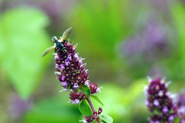 Genel kekik (Thymus pulegioides L.), böceklere ait bir bitki türüdür ve değerli bir şifalı bitkidir.