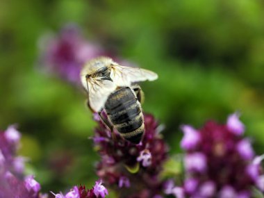 Genel kekik (Thymus pulegioides L.), böceklere ait bir bitki türüdür ve değerli bir şifalı bitkidir.